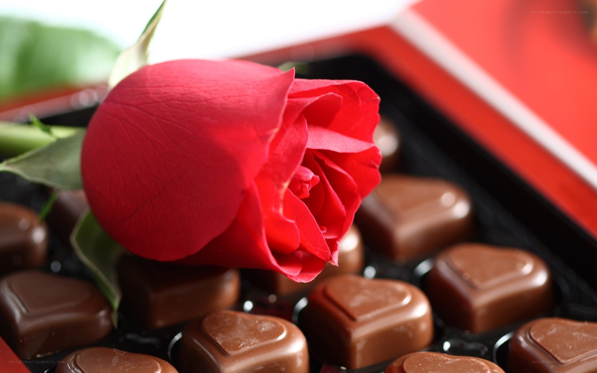 Red rose with chocolate hearts