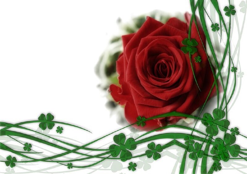 Red Rose with Clovers