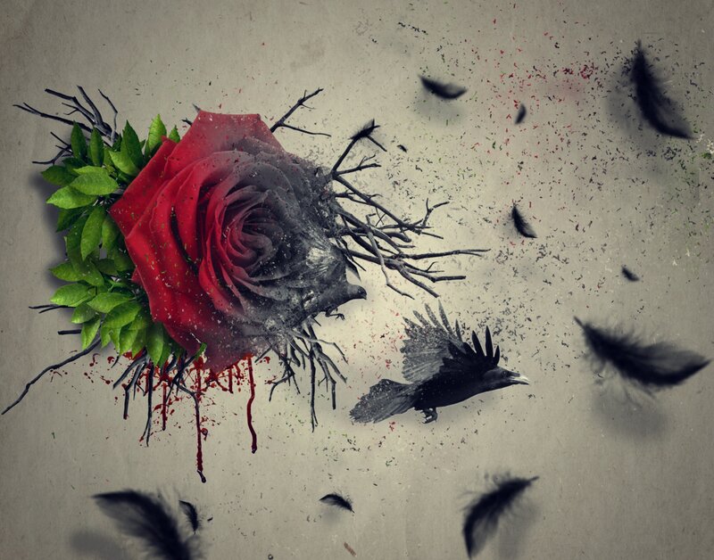 Red Rose with Crow