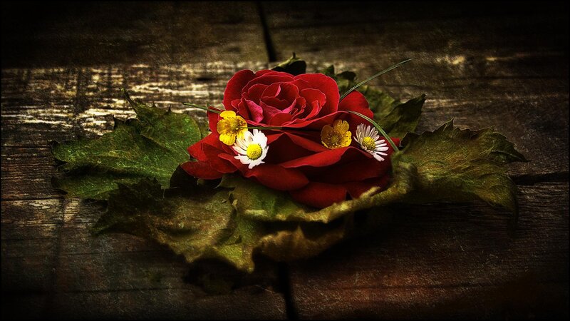 Red Rose with Daisies