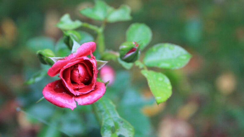 Red Rose with Dew — Calm, Morning, Photograph, Bud, Leaves