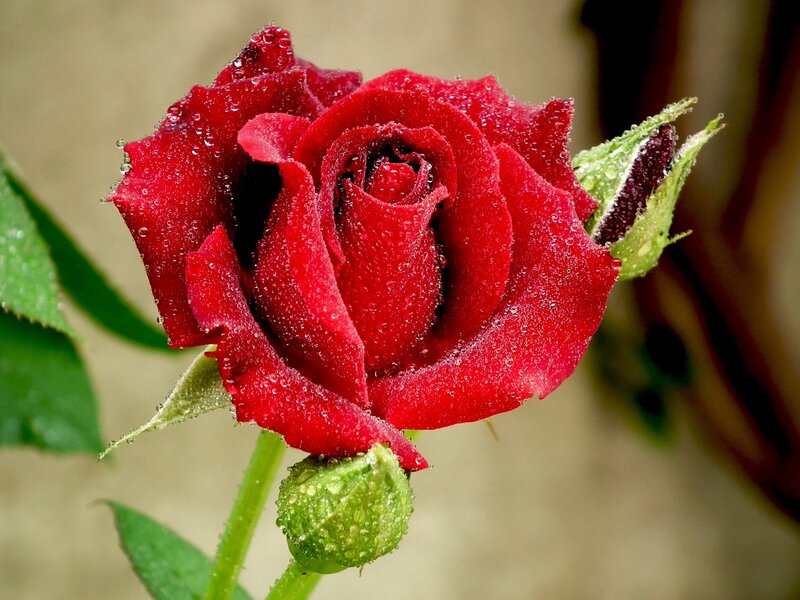 Red Rose with Dew — Calm, Morning, Photograph, Dew Drops, Green Bud