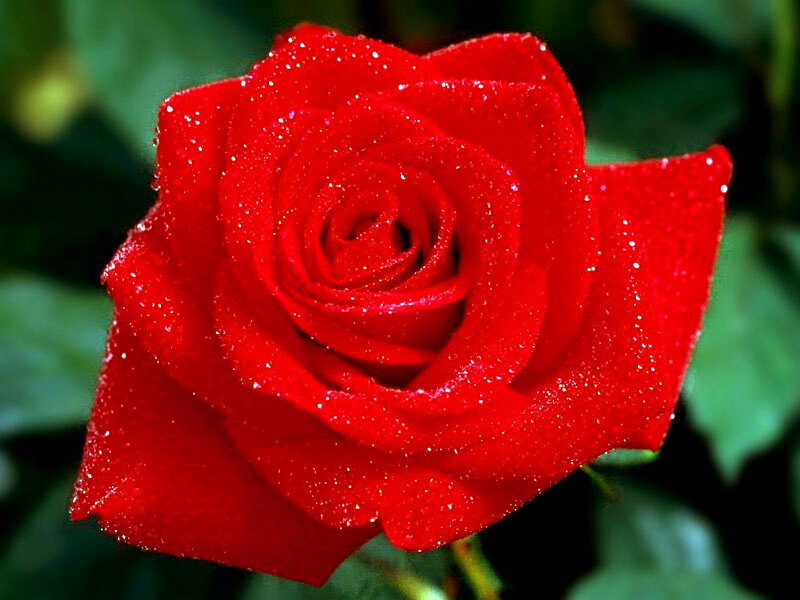 Red Rose with Dew — Calm, Morning, Photograph, Dew Drops, Green Leaves
