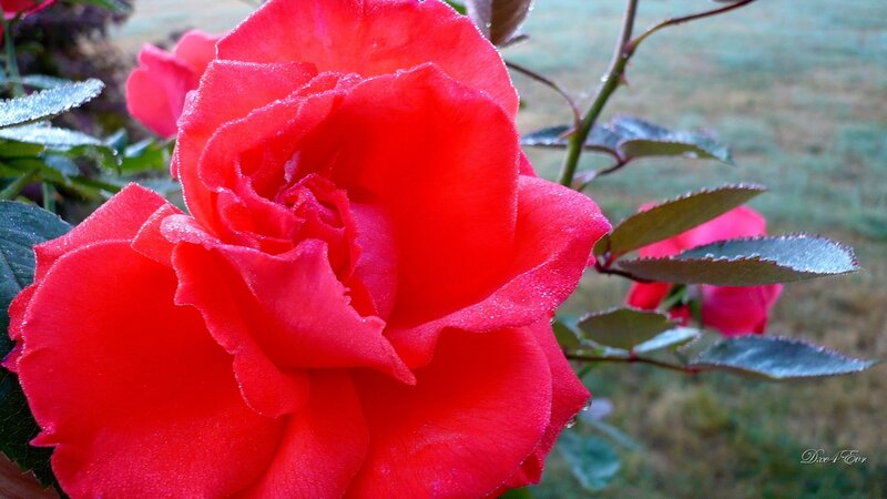 Red Rose with Dew — Calm, Morning, Photograph, Dew Drops, Leaves
