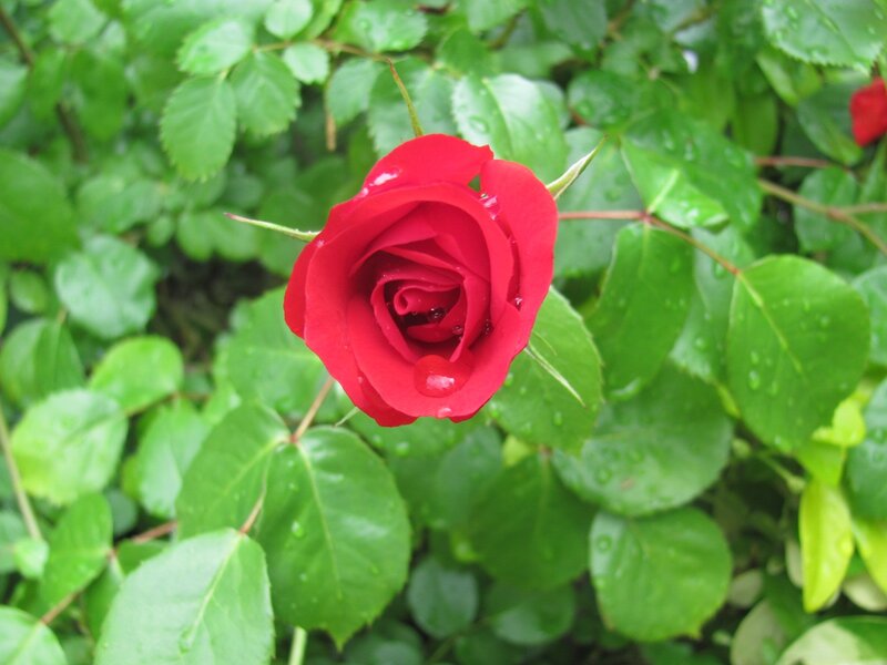 Red Rose with Dew — Calm, Morning, Photograph, Green Leaves, Dew Drops