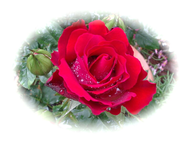 Red Rose with Dew — Calm, Morning, Photograph, Green Leaves