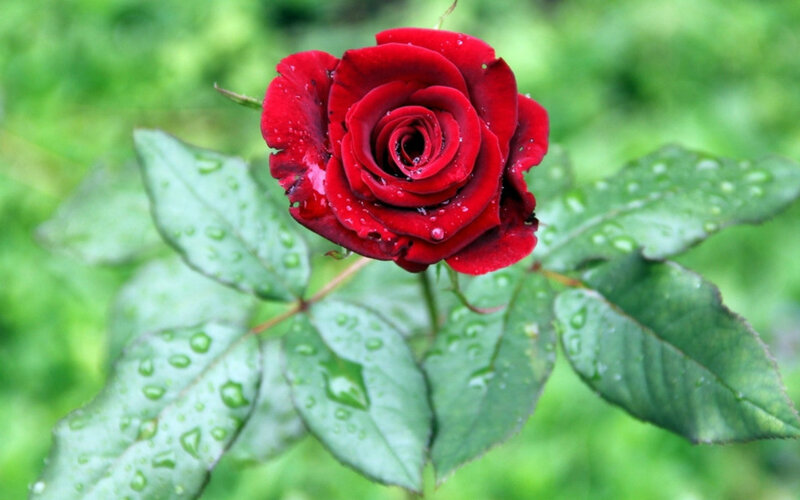 Red Rose with Dew — Calm, Morning, Photograph, Leaves, Dew Drops