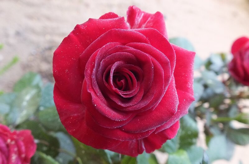 Red Rose with Dew — Calm, Morning, Photograph, Leaves, Flower