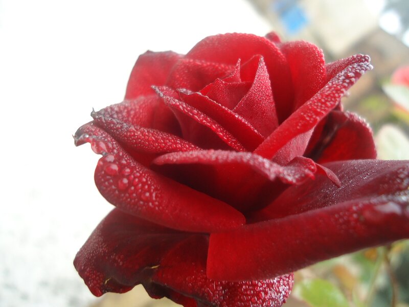 Red Rose with Dew — Calm, Morning, Photograph, Petals, Green Leaves