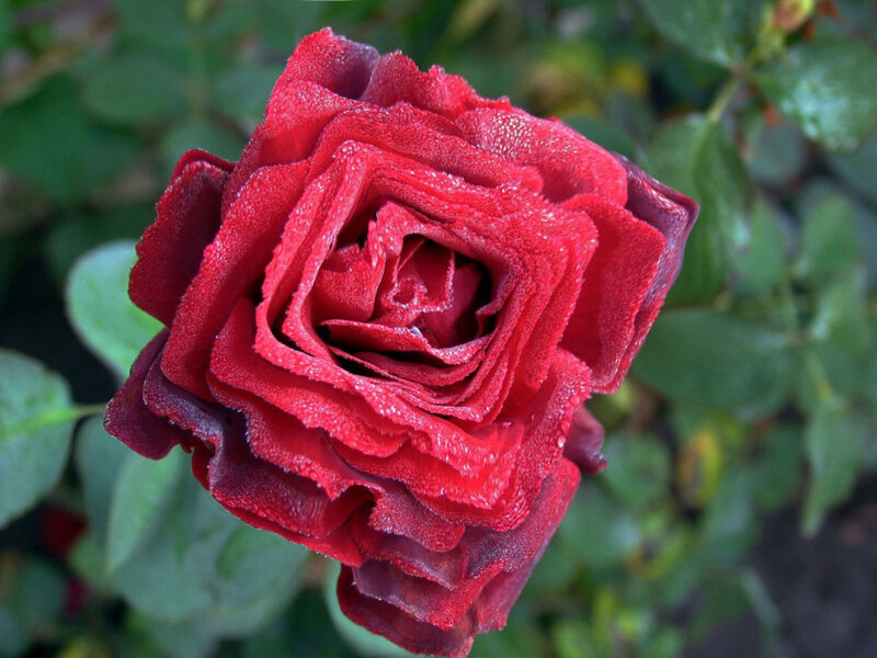 Red Rose with Dew — Calm, Morning, Photograph