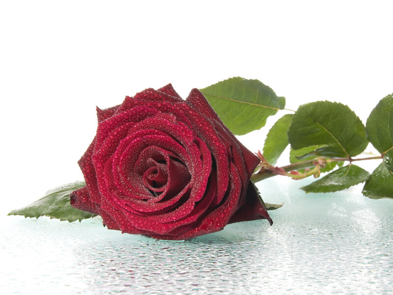 Red Rose with Dew — Calm, Photograph, Dew Drops, Green Leaves, Glass Surface