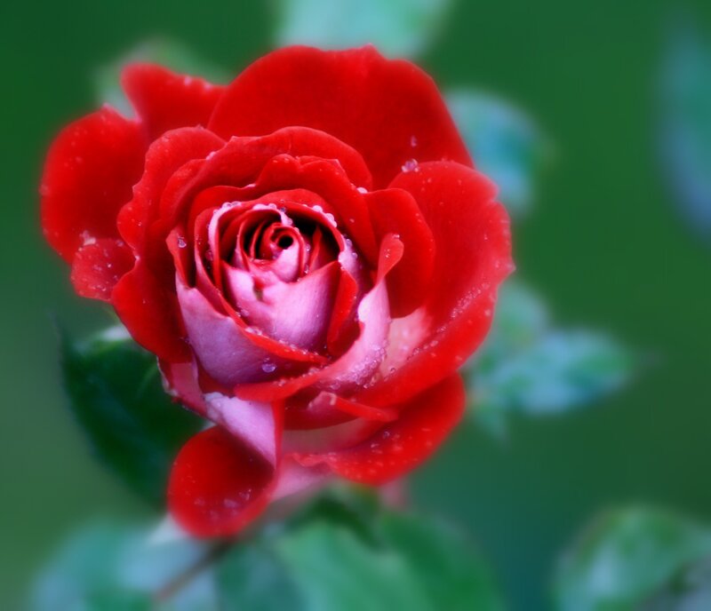Red Rose with Dew — Calm, Photograph, Dew Drops, Green Leaves, Green