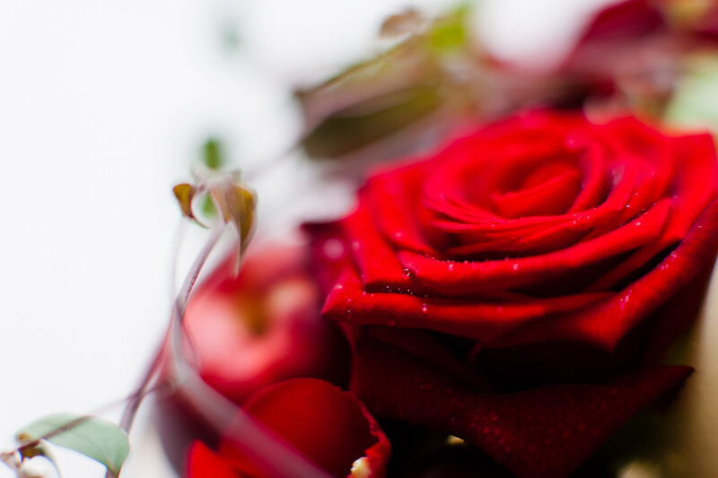 Red Rose with Dew — Calm, Photograph, Dew Drops, Green Leaves, White Background