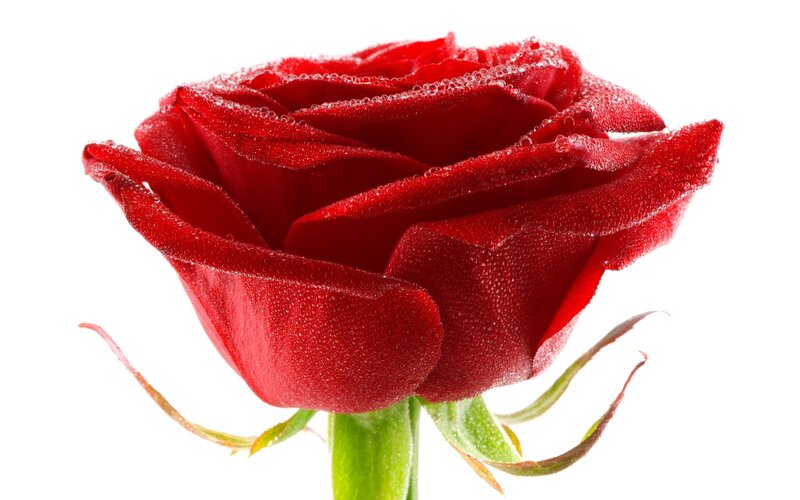 Red Rose with Dew — Calm, Photograph, Dew Drops, Green Stem