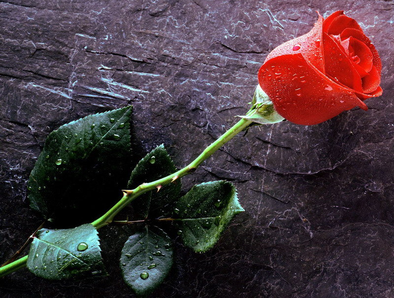 Red Rose with Dew — Calm, Photograph, Dew Drops, Leaves