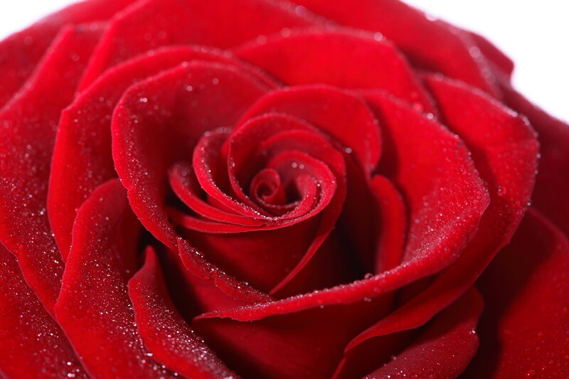 Red Rose with Dew — Calm, Photograph, Dew Drops, Petals