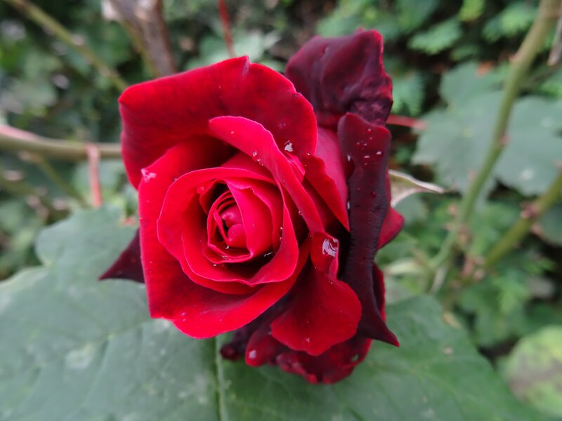 Red Rose with Dew — Calm, Photograph, Flower