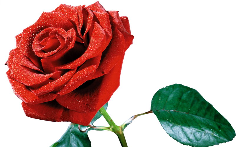 Red Rose with Dew — Calm, Photograph, Leaf, Stem