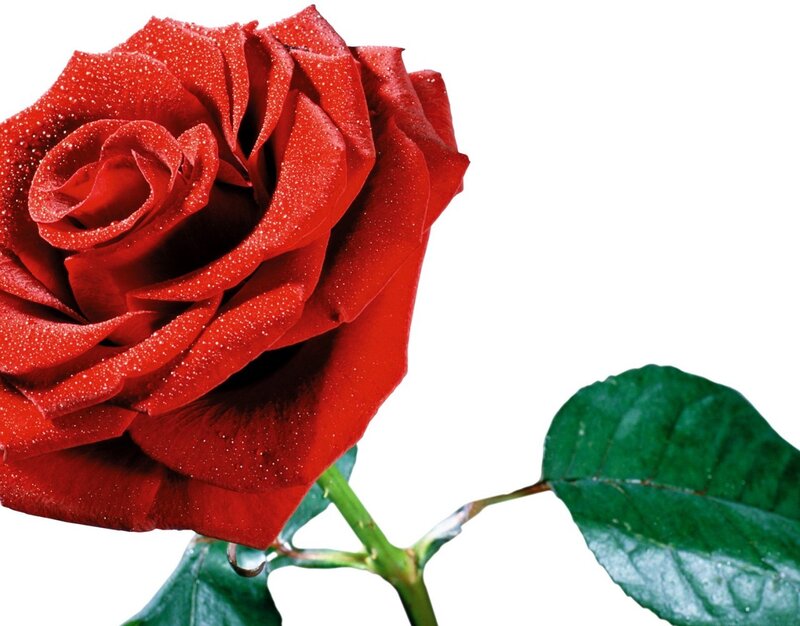 Red Rose with Dew — Calm, Photograph, Leaf