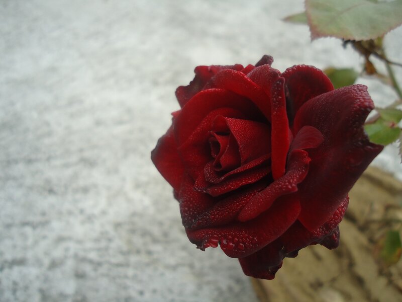 Red Rose with Dew — Calm, Photograph, Leaf, Wall