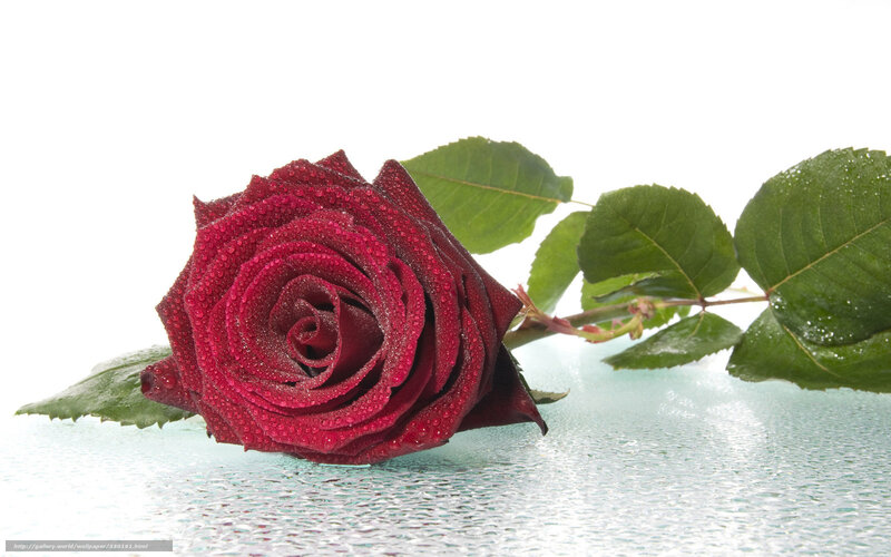 Red Rose with Dew — Calm, Photograph, Leaves, Stem, Droplets