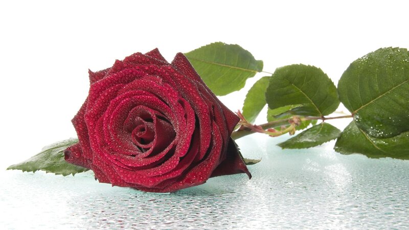 Red Rose with Dew — Calm, Photograph, Leaves, Stem