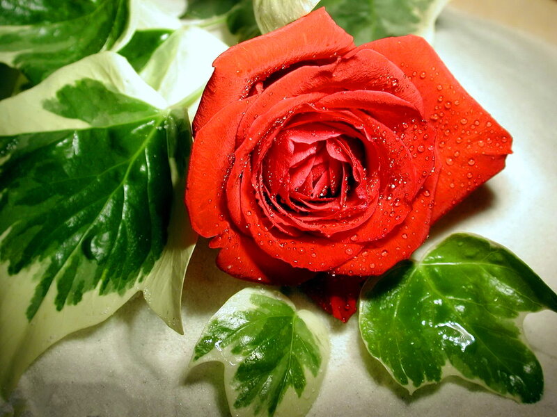 Red Rose with Dew — Calm, Photograph, Leaves