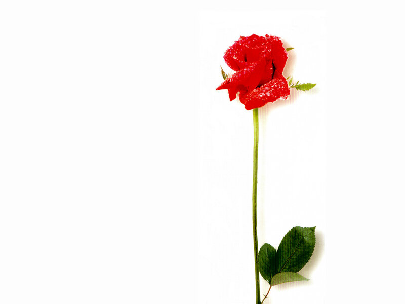 Red Rose with Dew — Calm, Photograph, Stem, Leaf