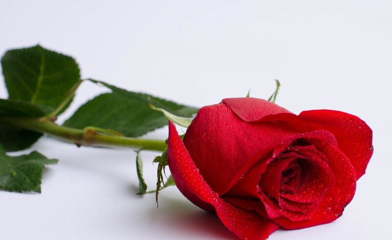 Red Rose with Dew — Calm, Photograph, Stem, Leaves