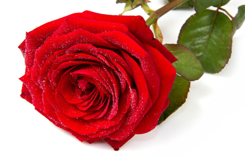 Red Rose with Dew — Calm, Photograph, Stem