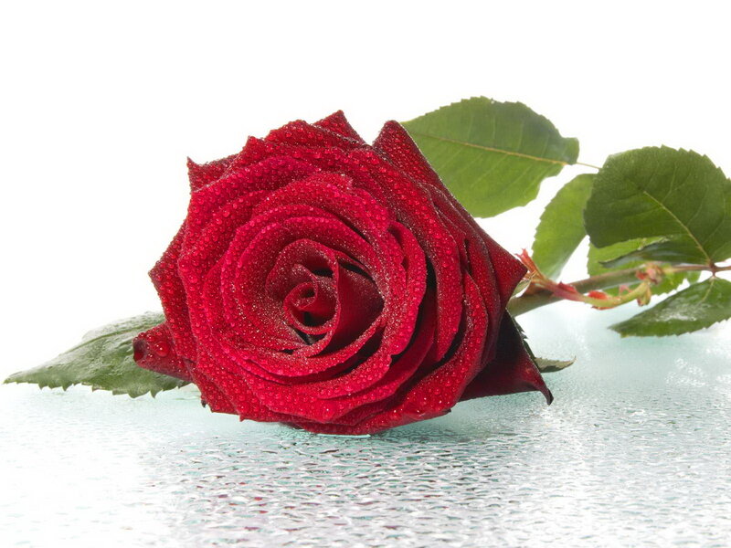 Red Rose with Dew — Calm, Photograph