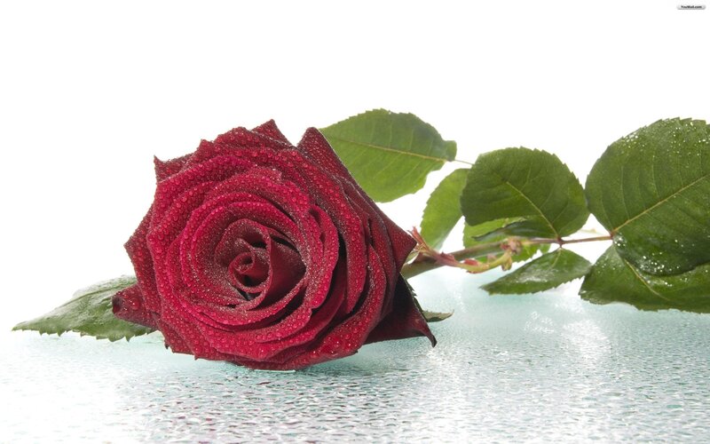 Red Rose with Dew — Calm