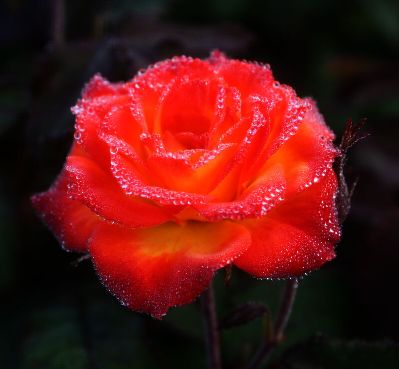 Red Rose with Dew — Dramatic, Morning, Photograph
