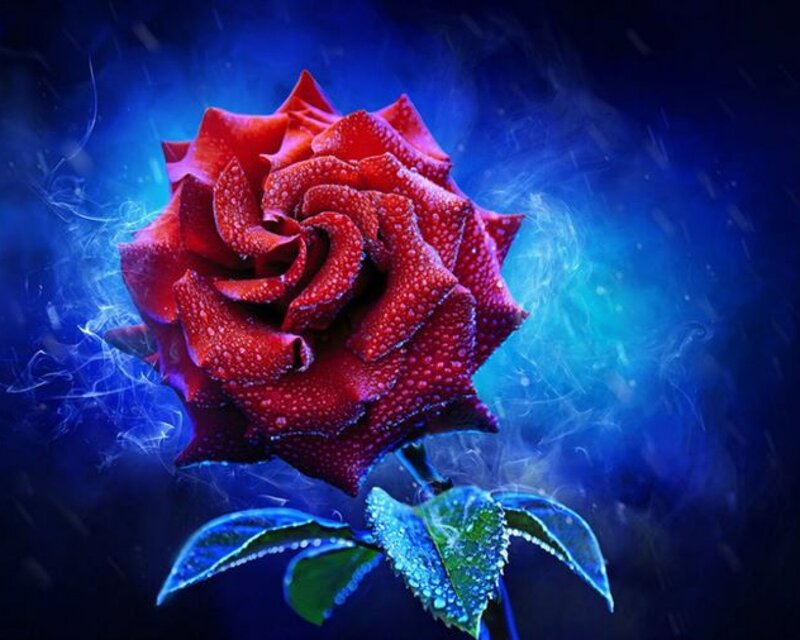 Red Rose with Dew — Dramatic, Night, Digital Art