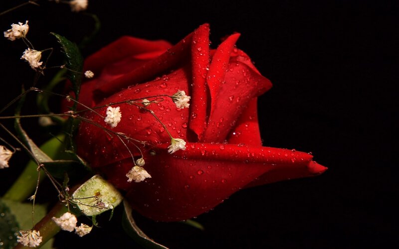 Red Rose with Dew — Dramatic, Night, Photograph, Dew Drops, Baby's Breath