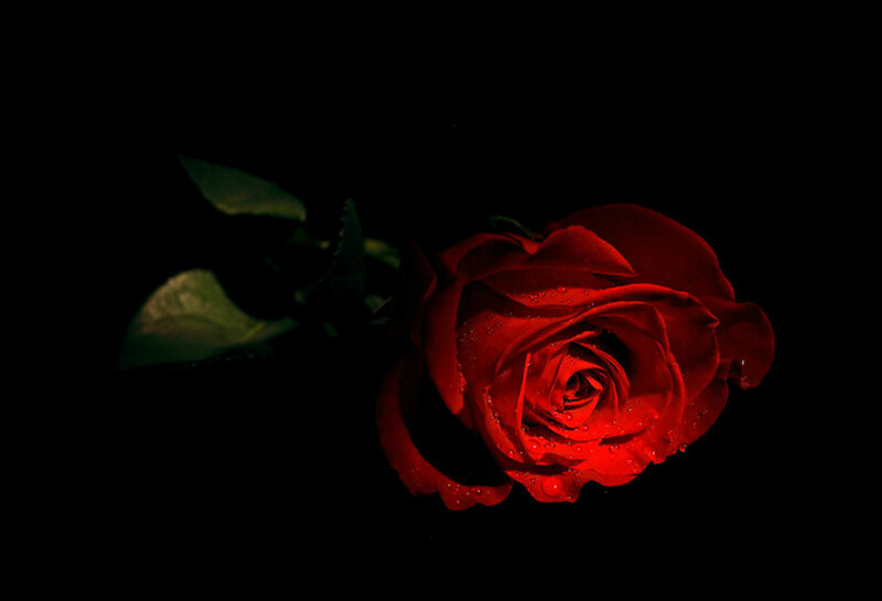 Red Rose with Dew — Dramatic, Night, Photograph, Dew Drops, Green Leaf