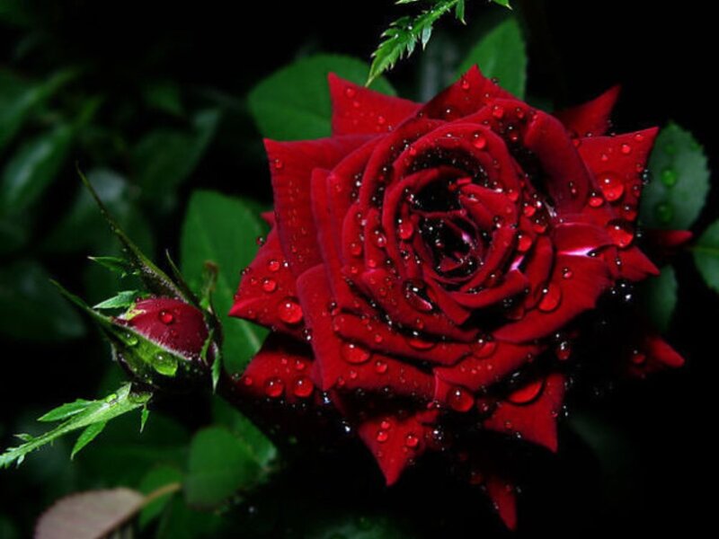 Red Rose with Dew — Dramatic, Night, Photograph, Dew Drops, Green Leaves