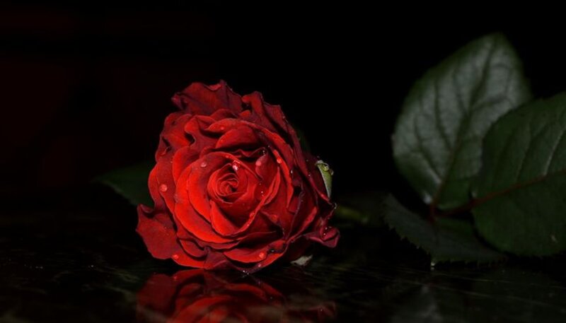 Red Rose with Dew — Dramatic, Night, Photograph, Dew Drops, Leaves