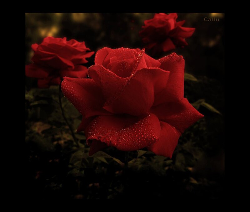 Red Rose with Dew — Dramatic, Night, Photograph, Dew Drops