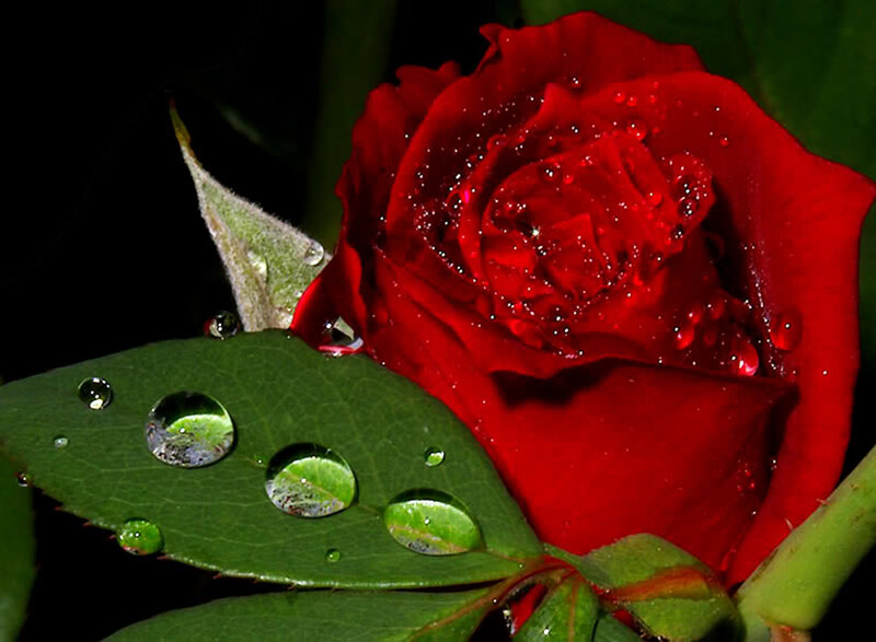 Red Rose with Dew — Dramatic, Night, Photograph, Leaf