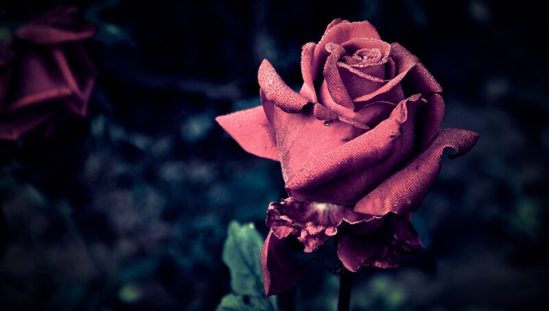 Red Rose with Dew — Dramatic, Night, Photograph, Petals