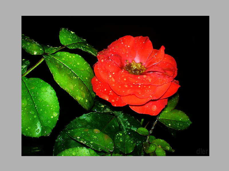 Red Rose with Dew — Dramatic, Night, Photograph
