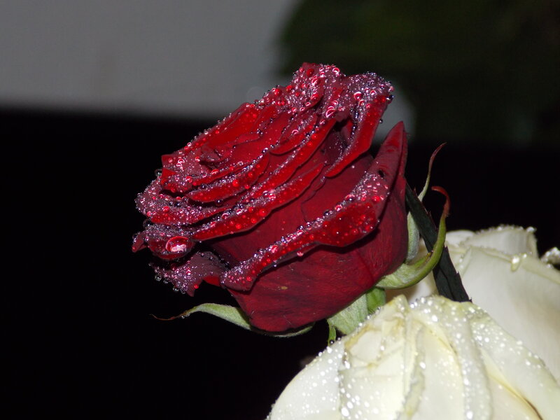 Red Rose with Dew — Dramatic, Night, Photograph, White Rose