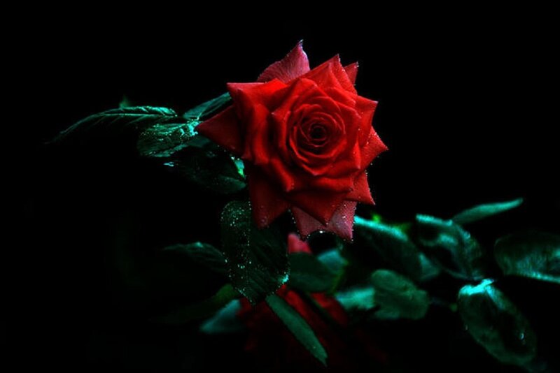 Red Rose with Dew — Dramatic, Night