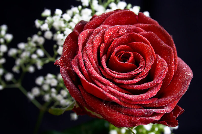 Red Rose with Dew — Dramatic, Photograph, Baby's Breath