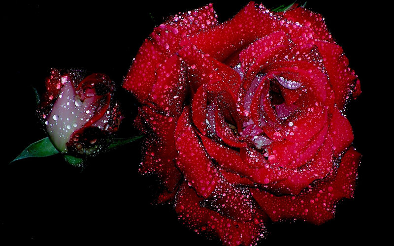 Red Rose with Dew — Dramatic, Photograph, Bud, Green Leaves