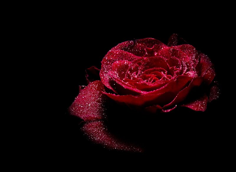 Red Rose with Dew — Dramatic, Photograph, Dew Drops, Black Background
