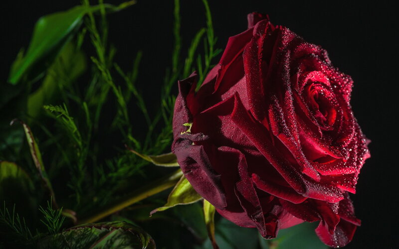 Red Rose with Dew — Dramatic, Photograph, Dew Drops, Green Foliage