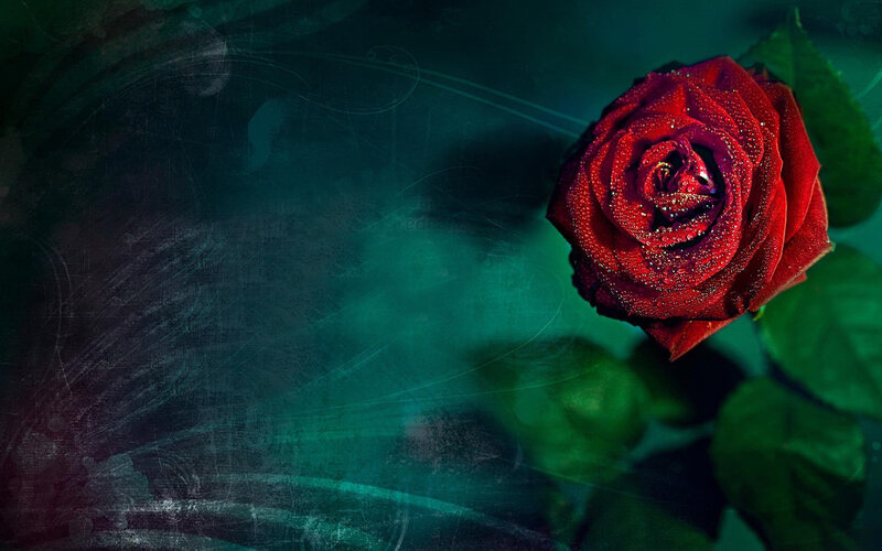 Red Rose with Dew — Dramatic, Photograph, Dew Drops, Green Leaves, Dark Background, Green, Black