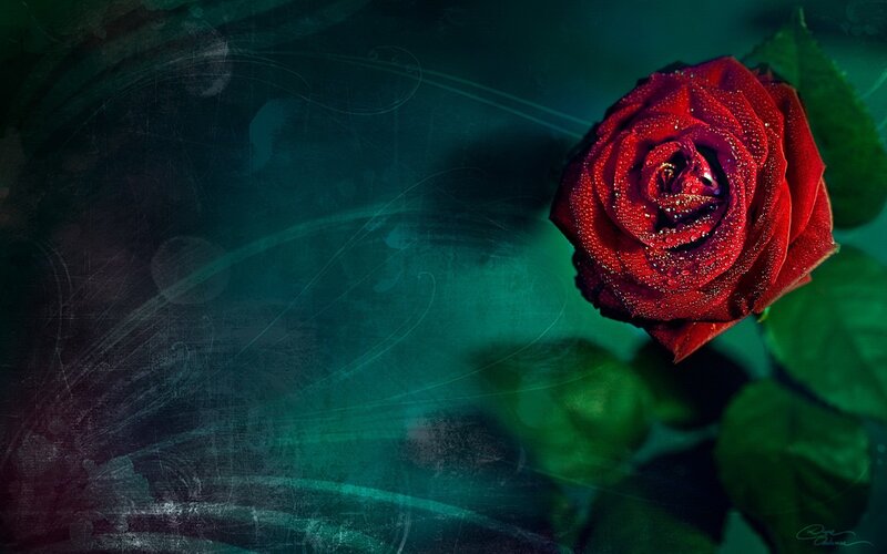 Red Rose with Dew — Dramatic, Photograph, Dew Drops, Green Leaves, Dark Background
